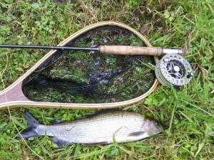 Best Grayling of the day