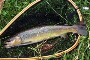 River Dee September