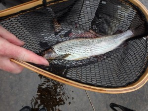 One of John M's pristine Grayling